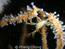 Thailand Andaman is known for its big stuff, but spend so... by Pheng Chong 